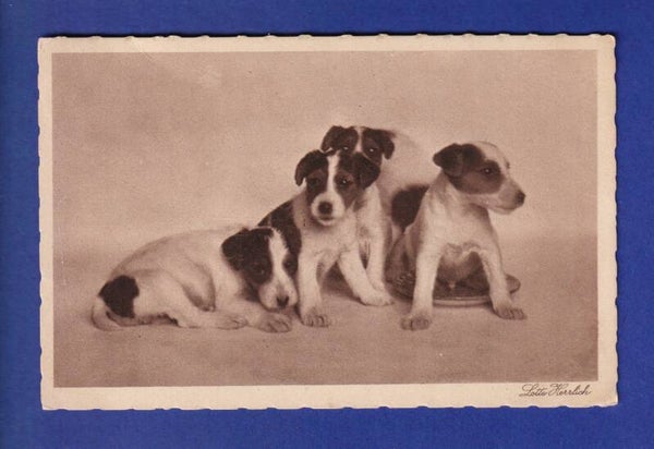 CHIEN - Chiots