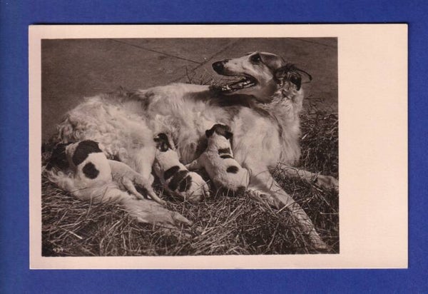 CHIEN - Chiots