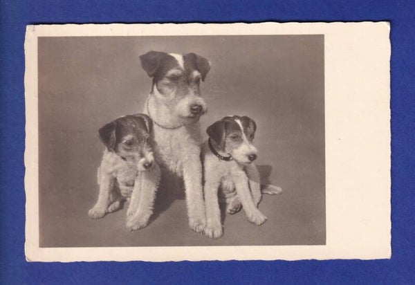 CHIEN - Chiots