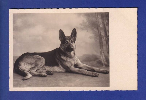 CHIEN / HUND