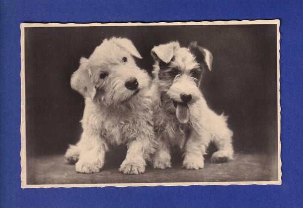 CHIEN / HUND