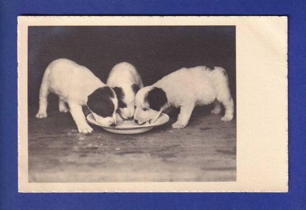 CHIEN / HUND