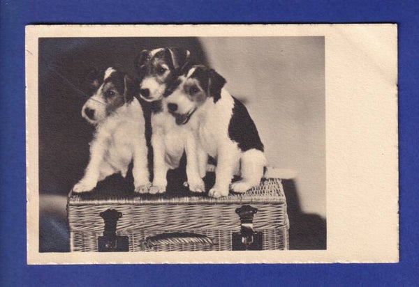CHIEN / HUND