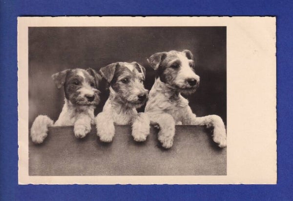 CHIEN / HUND