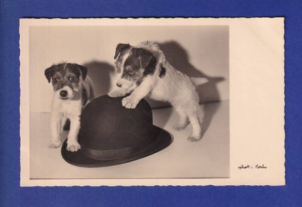 CHIEN / HUND
