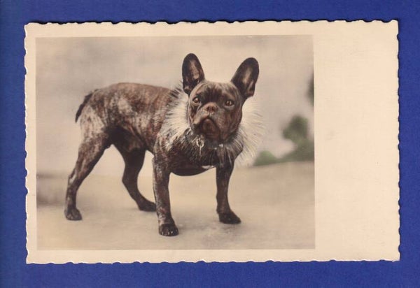 CHIEN / HUND