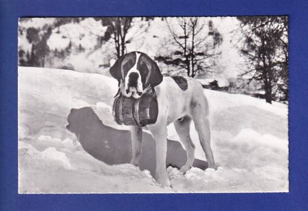 CHIEN / HUND - St. Bernard