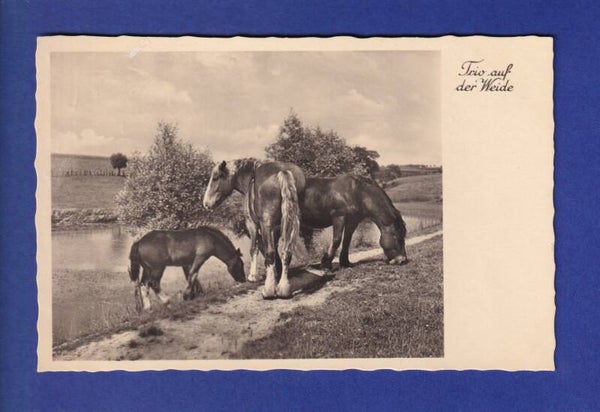 CHEVAL