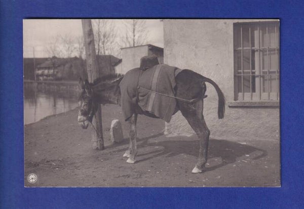 CHEVAL