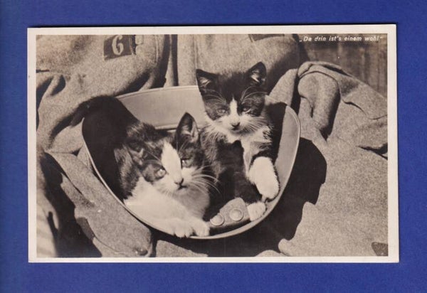 CHAT - Chatons dans casque militaire - Feldpost