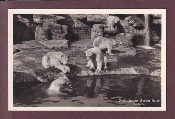 BASEL - Zoo - Eisbären