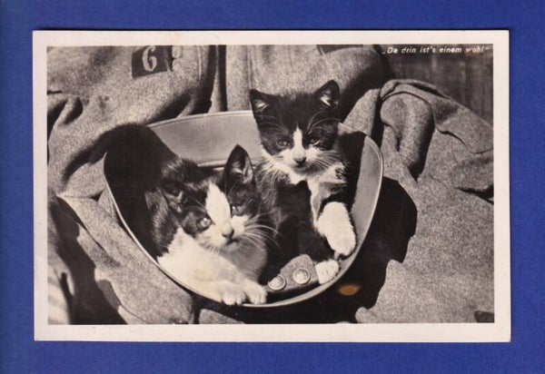 CHAT - Chatons dans casque militaire - Feldpost