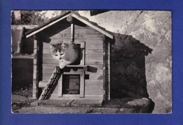 CHAT - Chaton dans son petit chalet