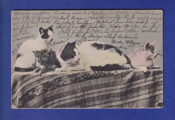 CHAT - Un bande de chats