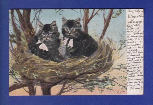 CHAT - Chats dans un nid