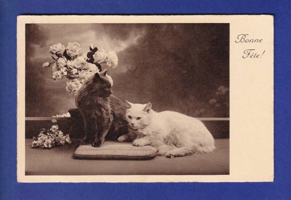 CHAT - Chats Bonne Fête