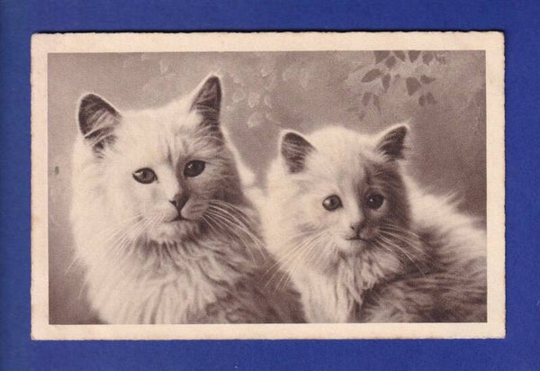 CHAT - 2 chats blancs