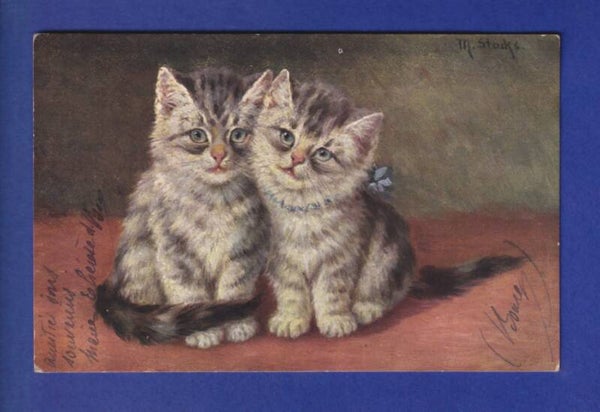 CHAT - Chatons - M. Stocks