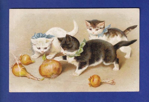 CHAT - Chatons et oignons // pli //