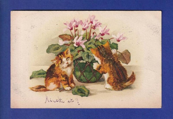 CHAT - Chatons et plante