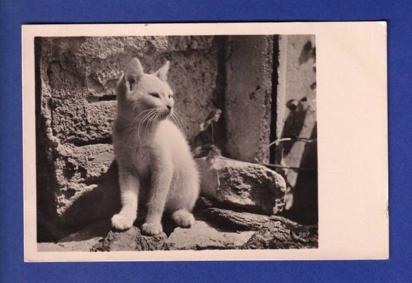 CHAT - Chaton blanc
