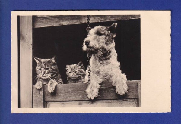CHAT - Chats et Chien