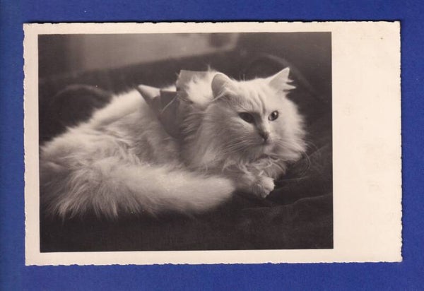 CHAT - Chat blanc