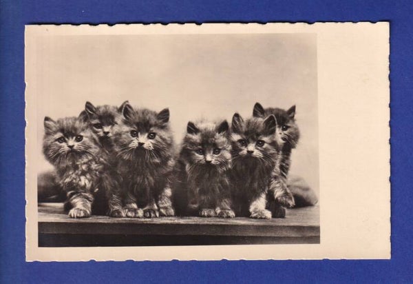 CHAT - Plein de chatons