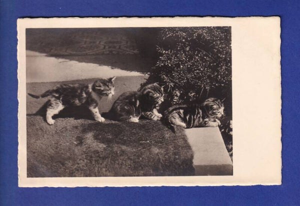 CHAT - Plein de chatons