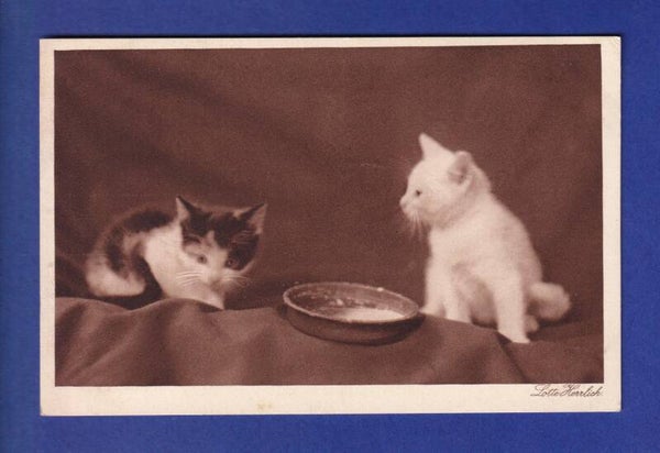 CHAT - 2 chatons