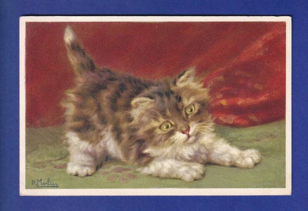 CHAT - Chaton aux yeux verts - D. Merlin