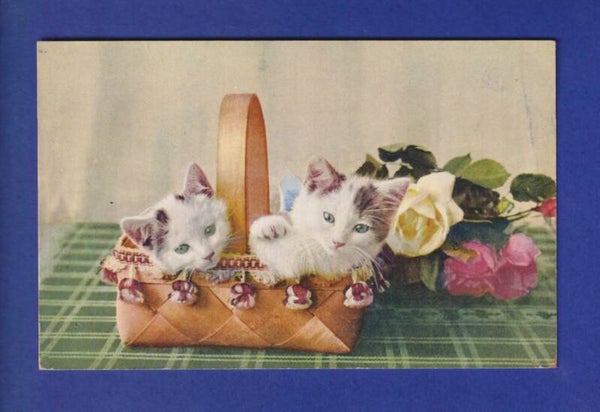 CHAT - Chatons aux yeux verts