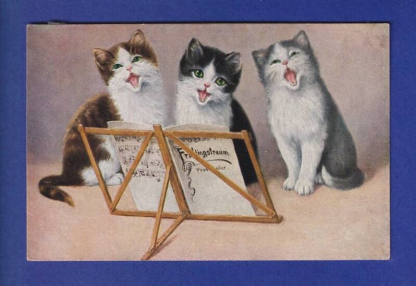 CHAT - Chatons chorale // voir dos //