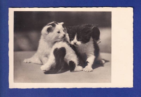 CHAT - Trio de chatons