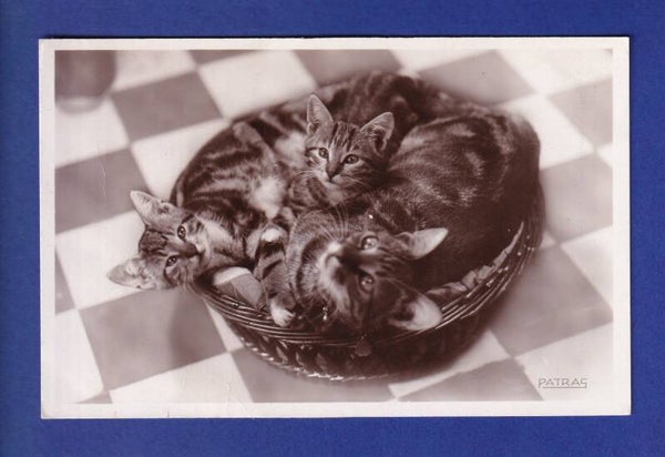 CHAT - Sieste interrompue
