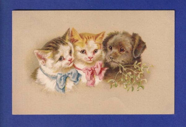 CHAT - 2 chats et un chien