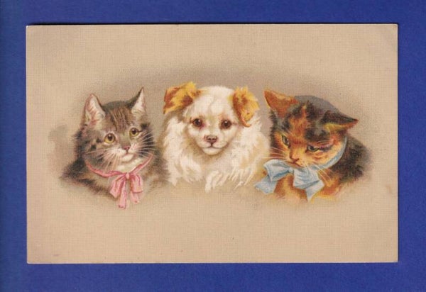 CHAT - 2 chats et un chien
