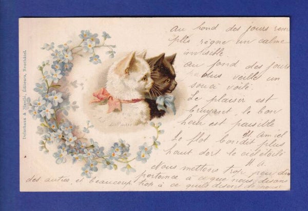 CHAT - 2 chats et fleurs