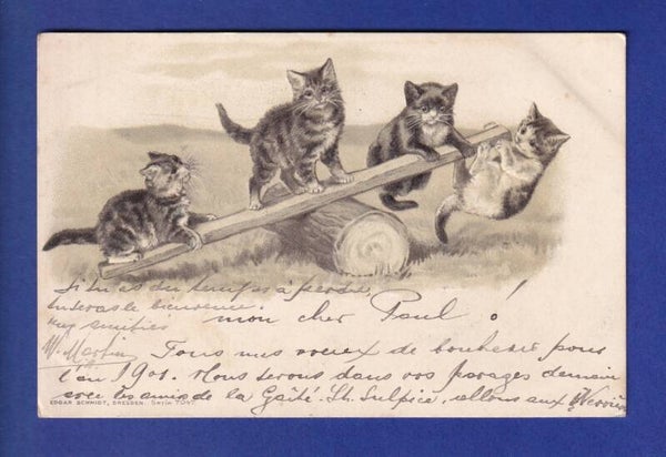 CHAT - Chatons au tape-cul