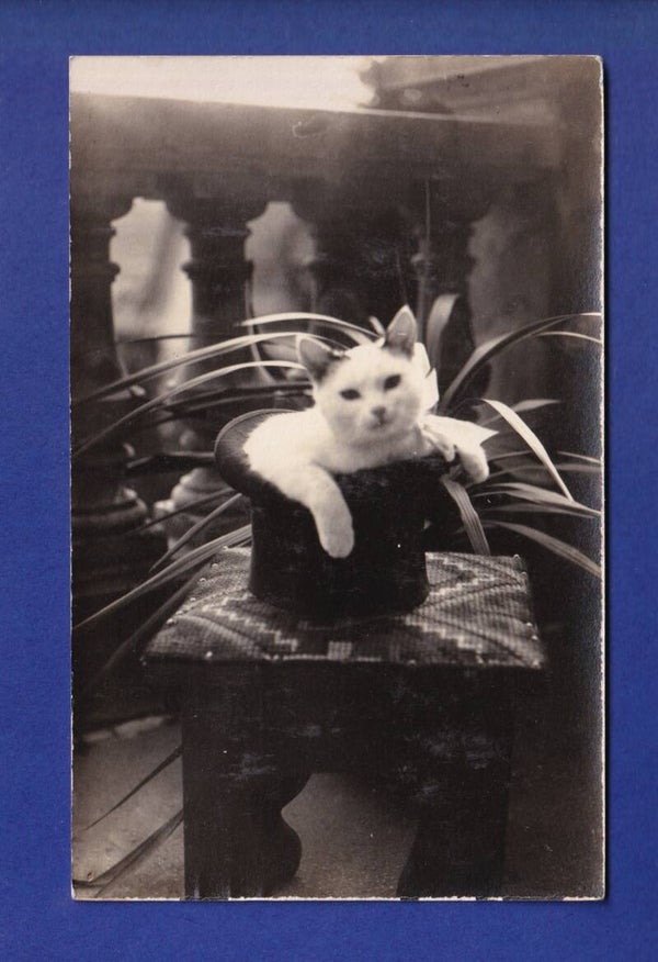 CHAT - Photo - Dans le chapeau