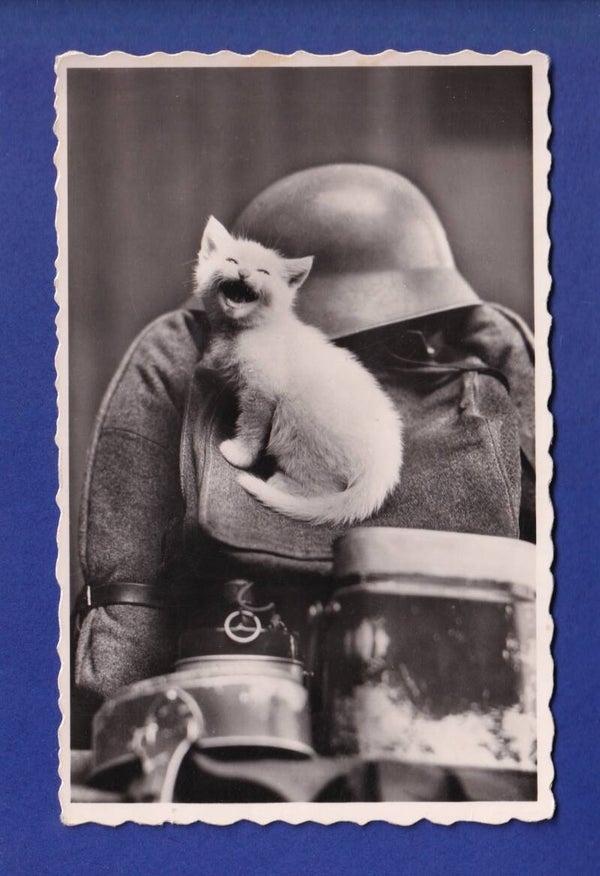 CHAT - Militaire chat rit