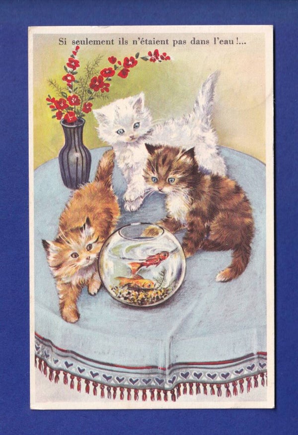 CHAT - Chatons et bocal de poissons