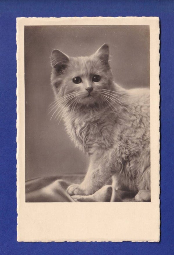 CHAT
