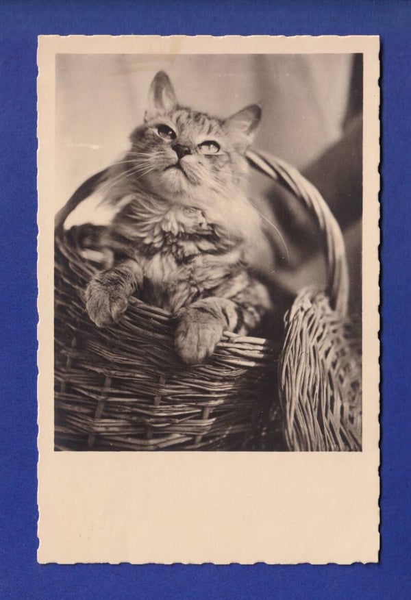 CHAT dans la corbeille