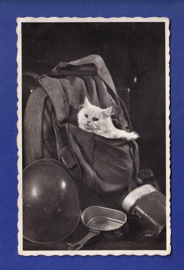 CHAT - Militaire