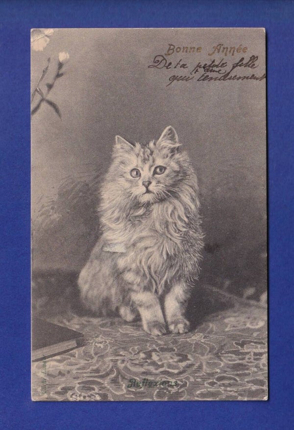 CHAT - Bonne Année