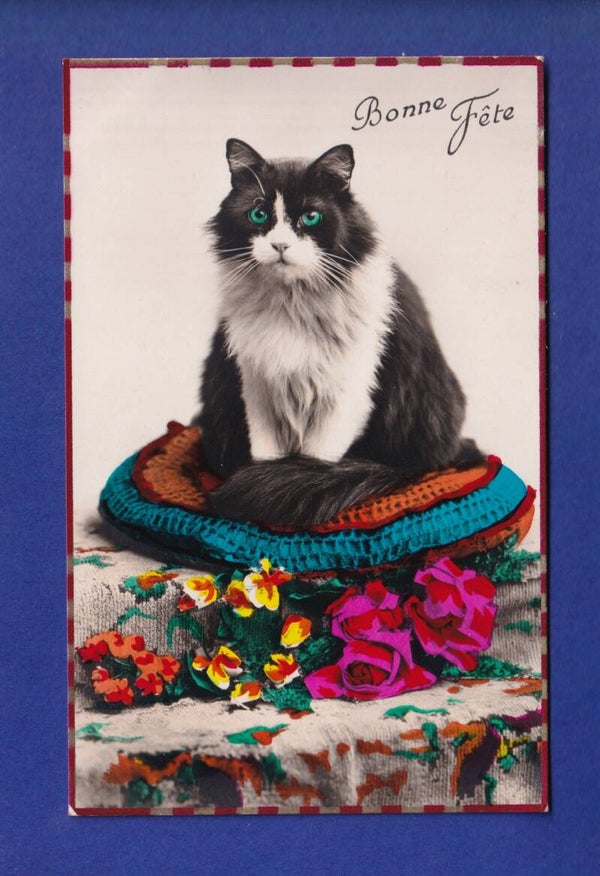 CHAT - Bonne Fête