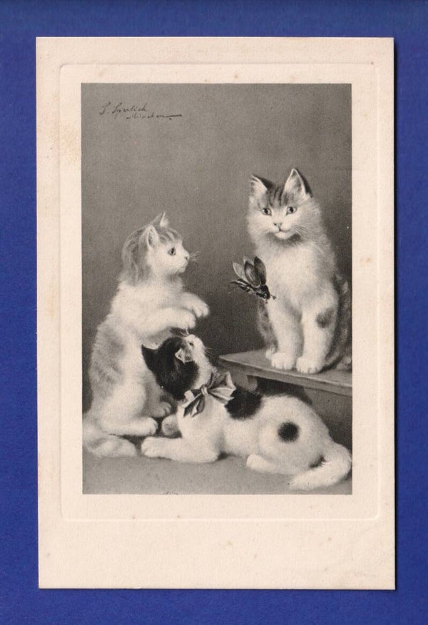CHAT - Chatons et scarabée