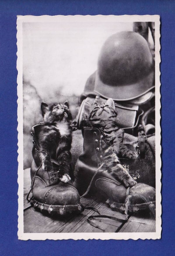 CHAT - Chatons militaire