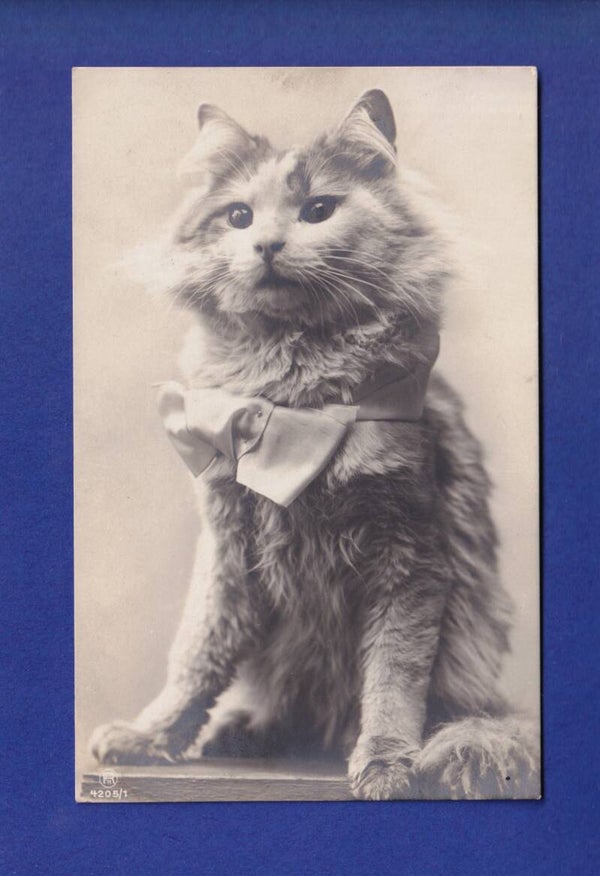 CHAT et nœud papillon